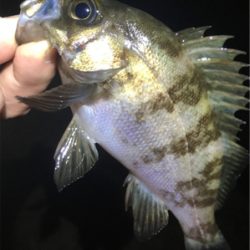 雨上がりのメバル