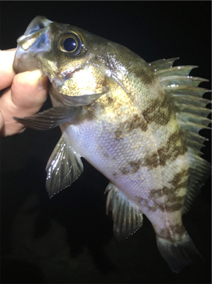 雨上がりのメバル