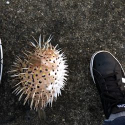 雨の止みまに。