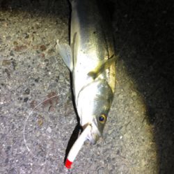 セイゴとヒラセイゴ