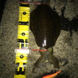 2日連続アオリイカ  GET＼(^o^)／