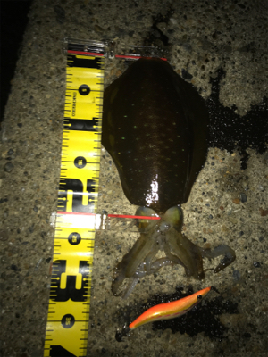 2日連続アオリイカ  GET＼(^o^)／