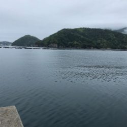 今年初エギング