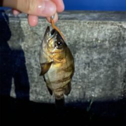 まだメバル全然いる!