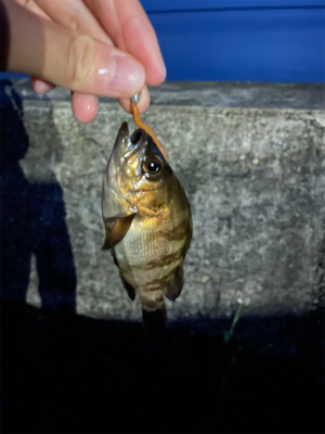 まだメバル全然いる!