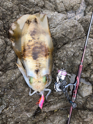 自分的に大漁(*゚∀゚*)