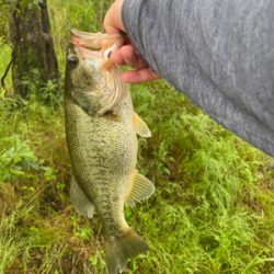 いつもの川にて