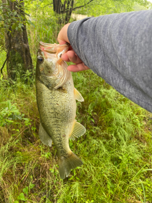 いつもの川にて