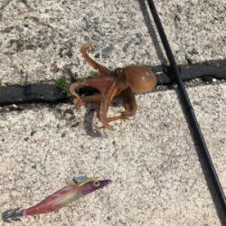 追い風5m予報の中でのエギング!