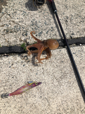 追い風5m予報の中でのエギング!