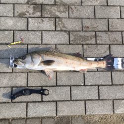 強烈水潮ながらシーバス74cm。。。