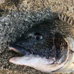 エビ撒き　ノッコミ中