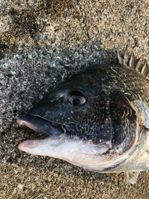 エビ撒き　ノッコミ中