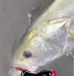 増水の中なんとか1匹