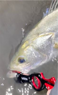 増水の中なんとか1匹