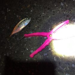 コウイカ とアジ