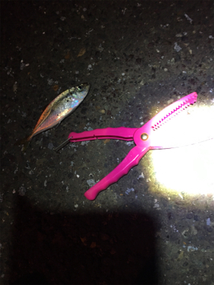 コウイカ とアジ