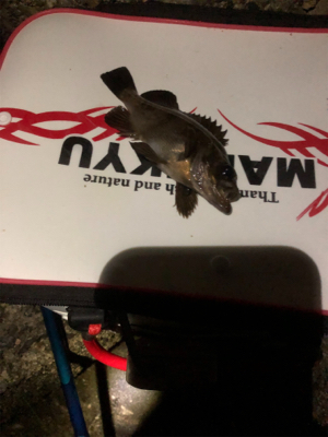 電気ウキで半夜釣り