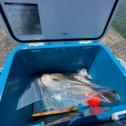 ショアジグハマチ