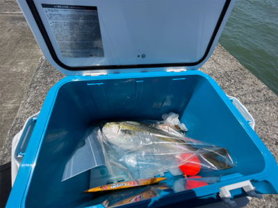 ショアジグハマチ