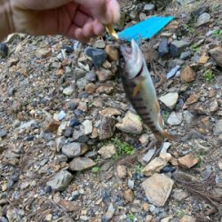 夕マズメのアマゴ！