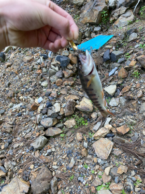 夕マズメのアマゴ！