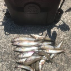 水潮を避けて五目達成!