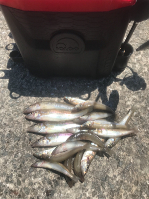 水潮を避けて五目達成!