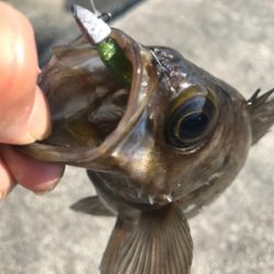 2021ライトゲーム第15戦