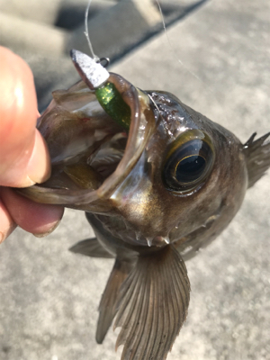 2021ライトゲーム第15戦