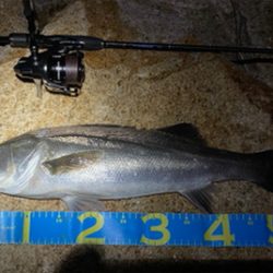 淀川ブリームゲーム