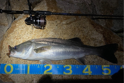 淀川ブリームゲーム