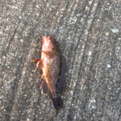 ライトワインド