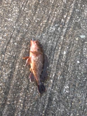 ライトワインド