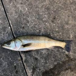 エビ撒きで活性化