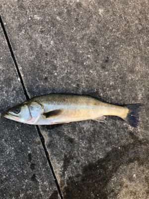 エビ撒きで活性化