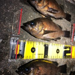 お刺身が食べたくて