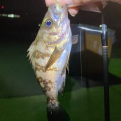 メバルプチ祭り