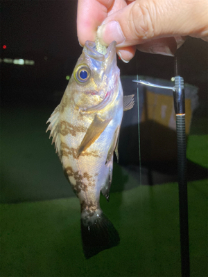 メバルプチ祭り