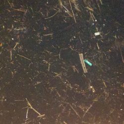 アジング練習 299