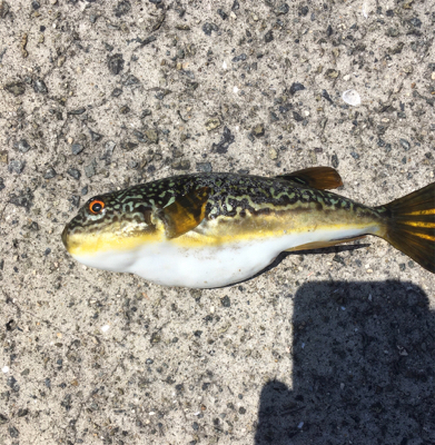 春昼間のライトゲーム❗️