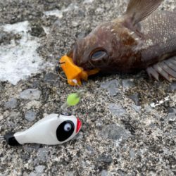 今シーズン初の沖堤！