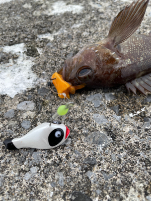 今シーズン初の沖堤！