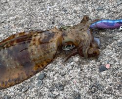 いきなりの大荒れ