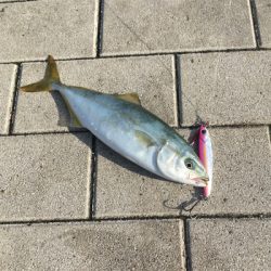 ツバスちゃん、マイクロサバ、ハマチ50cm。。。