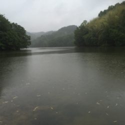 スピナベフィッシュ