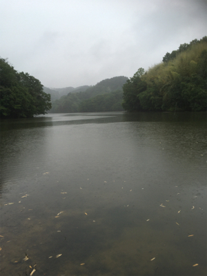 スピナベフィッシュ