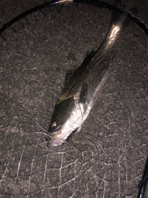 久しぶりの60up!