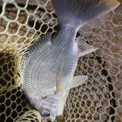 淀川ブリームゲーム