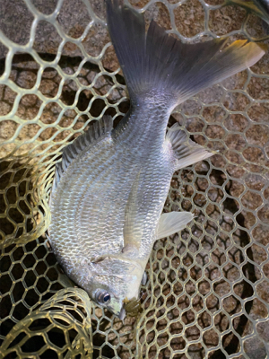 淀川ブリームゲーム